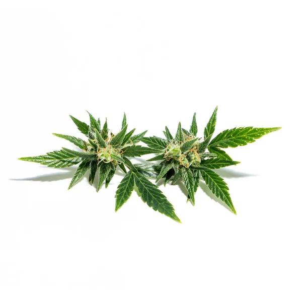 Kannabisz Növény Elszigetelt Fehér Háttér Agronómia Gyógynövény Koncepció Alternatív Gyógyászat — Stock Fotó