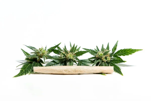 Planta Cannabis Isolado Fundo Branco Agronomia Conceito Fitoterapia Medicina Alternativa — Fotografia de Stock