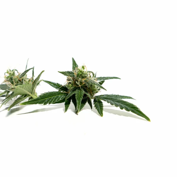 Kannabisz Növény Elszigetelt Fehér Háttér Agronómia Gyógynövény Koncepció Alternatív Gyógyászat — Stock Fotó