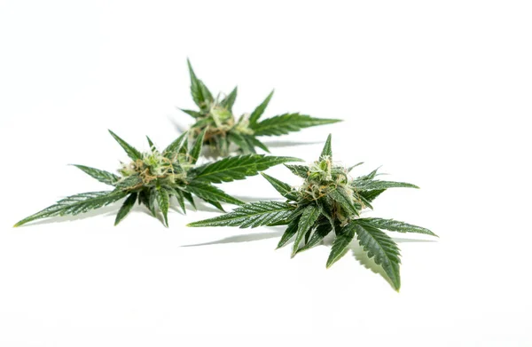 Planta Cannabis Aislada Sobre Fondo Blanco Agronomía Concepto Medicina Herbal —  Fotos de Stock