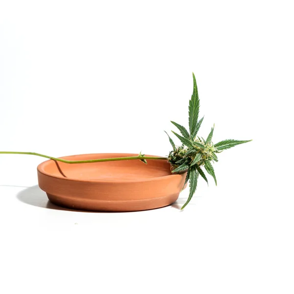 Planta Cannabis Aislada Sobre Fondo Blanco Agronomía Concepto Medicina Herbal — Foto de Stock