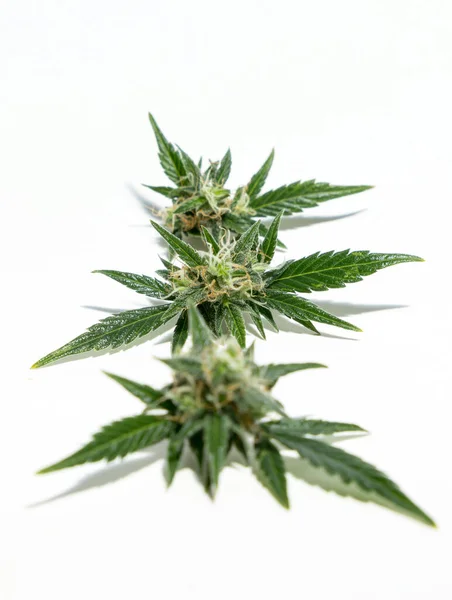 Cannabis Växt Isolerad Vit Bakgrund Agronomi Och Växtbaserade Medicin Koncept — Stockfoto
