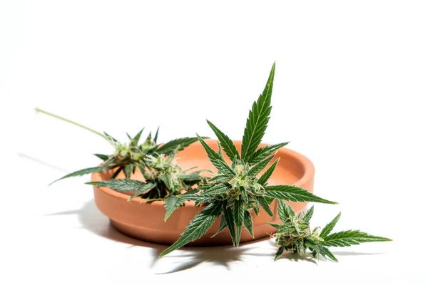 Pianta Cannabis Isolata Sfondo Bianco Agronomia Erboristeria Concetto Medicina Alternativa — Foto Stock