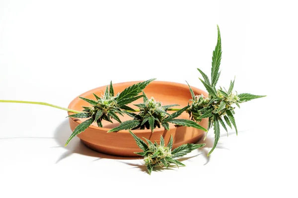 식물은 개념에 독립되어 의대용 의약품 마리화나 법화된 — 스톡 사진