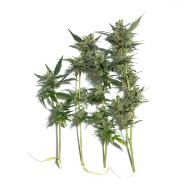 Esrar bitkileri beyaz arka planda izole edilmiş, tarım ve bitkisel tıp konsepti. Yasadışı ilaçlar için alternatif tıp, tıbbi marihuana ilacı, alternatif tıbbı yasallaştırma, bitkisel teknoloji kavramı.