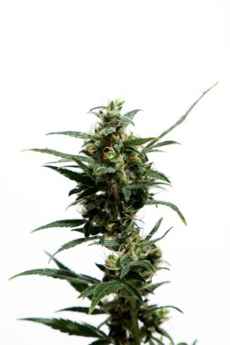 Esrar bitkileri beyaz arka planda izole edilmiş, tarım ve bitkisel tıp konsepti. Yasadışı ilaçlar için alternatif tıp, tıbbi marihuana ilacı, alternatif tıbbı yasallaştırma, bitkisel teknoloji kavramı.