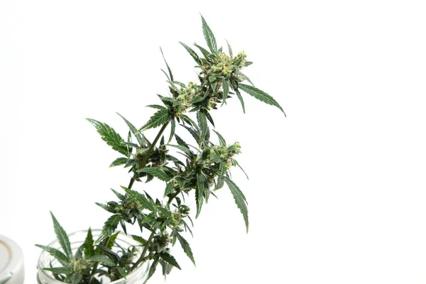 Cannabis Plant Isolated White Background Agronomy Herbal Medicine Concept Alternative — Stock Photo, Image