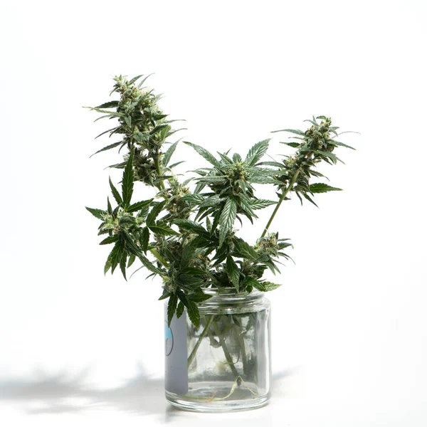 Cannabis Plant Isolated White Background Agronomy Herbal Medicine Concept Alternative — Stock Photo, Image