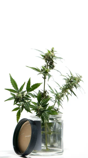 Pianta Cannabis Isolata Sfondo Bianco Agronomia Erboristeria Concetto Medicina Alternativa — Foto Stock
