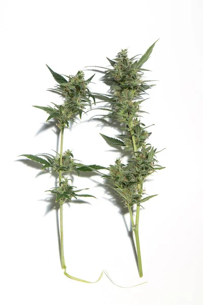 Pianta Cannabis Isolata Sfondo Bianco Agronomia Erboristeria Concetto Medicina Alternativa — Foto Stock