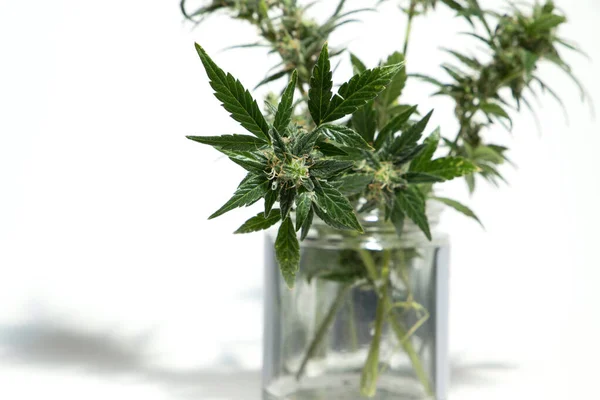 Planta Cannabis Isolado Fundo Branco Agronomia Conceito Fitoterapia Medicina Alternativa — Fotografia de Stock