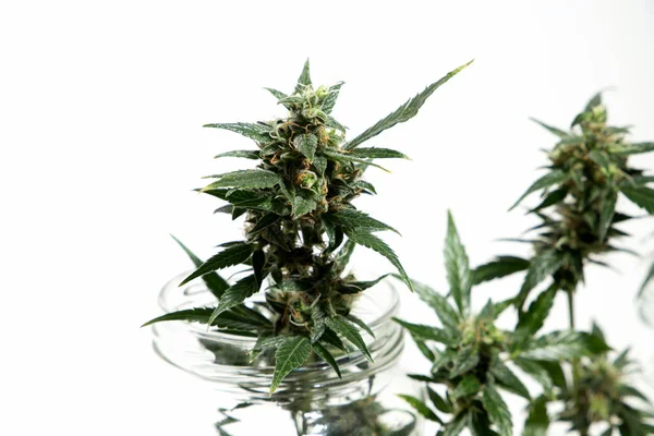 Planta Cannabis Isolado Fundo Branco Agronomia Conceito Fitoterapia Medicina Alternativa — Fotografia de Stock
