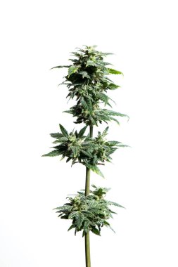 Beyaz arka plan üzerinde izole marijuana bitkisi