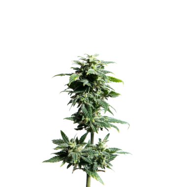 Beyaz arka plan üzerinde izole marijuana bitkisi