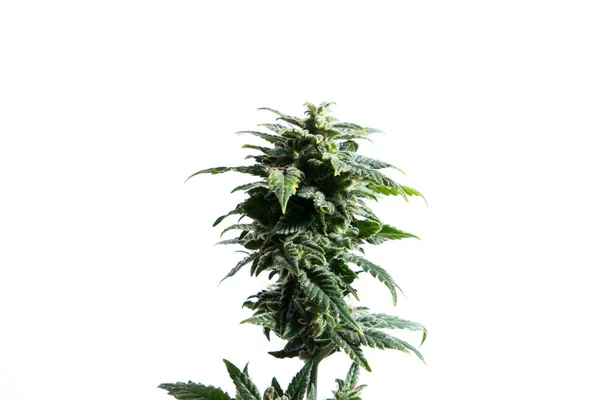 Pianta Cannabis Verde Isolata Sfondo Bianco — Foto Stock