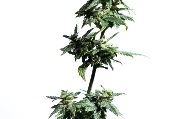 Pianta Cannabis Verde Isolata Sfondo Bianco — Foto Stock