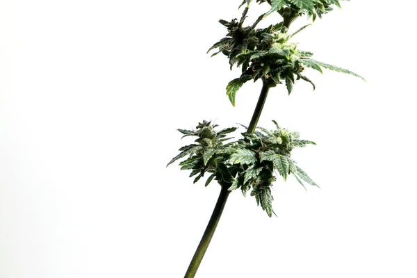 从白色背景分离出来的大麻植物 — 图库照片