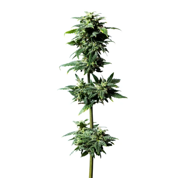 Planta Maconha Isolada Sobre Fundo Branco — Fotografia de Stock