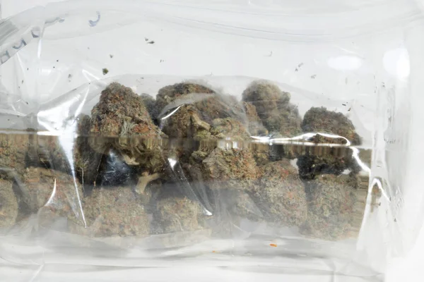 Arka Planda Marihuana Esrar Tomurcukları — Stok fotoğraf