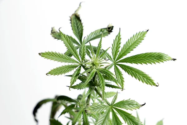 大麻植物 大麻叶 芽和植物 — 图库照片