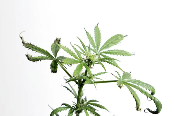 Planta Cannabis Folhas Maconha Óleo Cbd — Fotografia de Stock