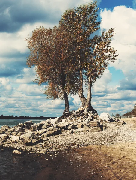 Albero autunnale — Foto Stock