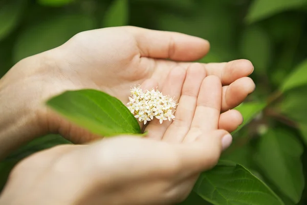 Flower in the palm of your hand — Stock Photo, Image