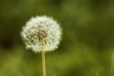Yeşil arka planda karahindiba