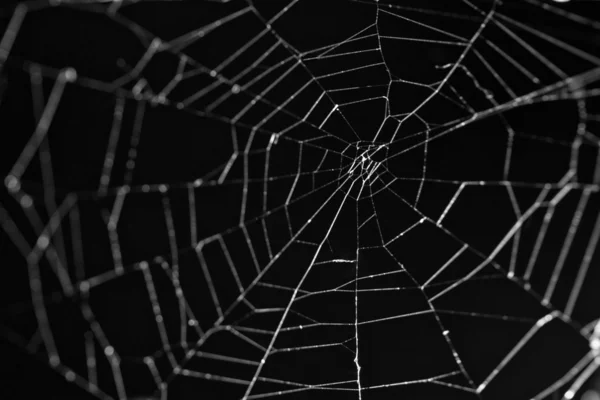 SpiderWeb siyah arka plan — Stok fotoğraf