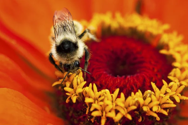 Bee verzamelen stuifmeel Stockfoto
