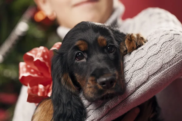 クリスマスのための子犬 — ストック写真