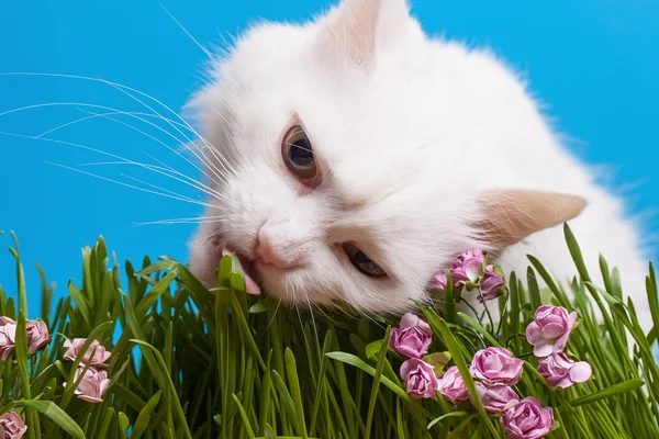 Kot jedzący trawę — Zdjęcie stockowe
