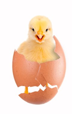 Newborn chick hatched from an egg. isolation clipart