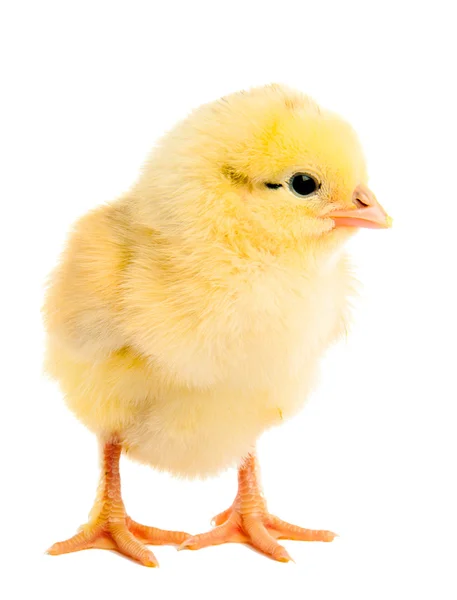 Liten kyckling isolerad på vitt — Stockfoto