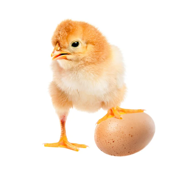 Egy vicces csirke labdarúgó — Stock Fotó