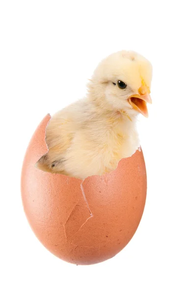 Neugeborene Küken schlüpfen aus einem Ei. Isolation — Stockfoto