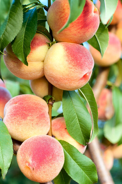 Peaches on the tree branches