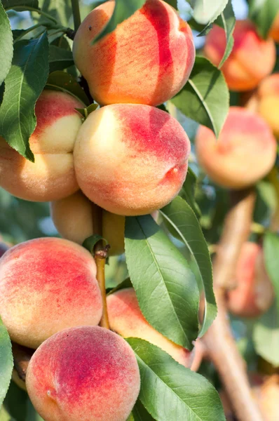Персики на ветвях деревьев — стоковое фото