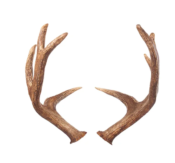 Elk antlers. Isolated on white — Stock Photo, Image