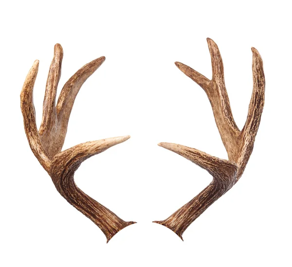 Elk antlers. Isolated on white — Stock Photo, Image