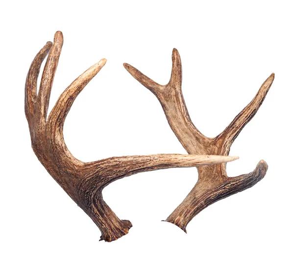 Elk antlers. Isolated on white — Stock Photo, Image