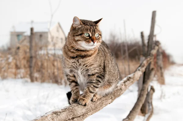 Chat gris assis sur une clôture rustique . — Photo