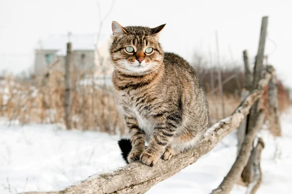 Šedá kočka sedí na rustikální plot. — Stock fotografie