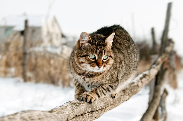 Chat gris assis sur une clôture rustique . — Photo