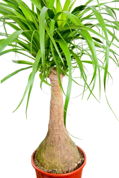 Nolina in a flower pot. Isolation. Studio photo. Close-up. — Stock Photo, Image