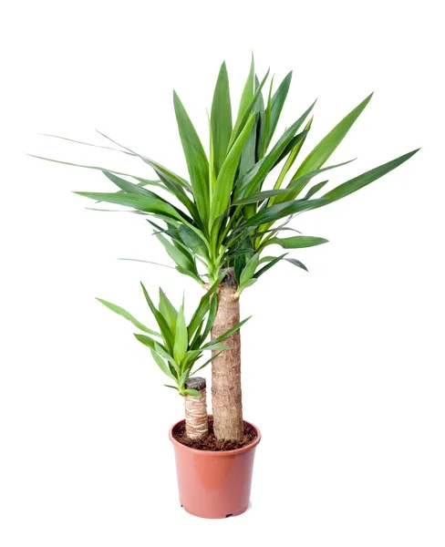 Домашнее растение в горшке. yucca — стоковое фото