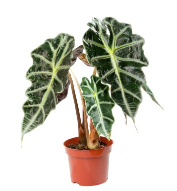 Isolated flower in pot. Alocasia clipart
