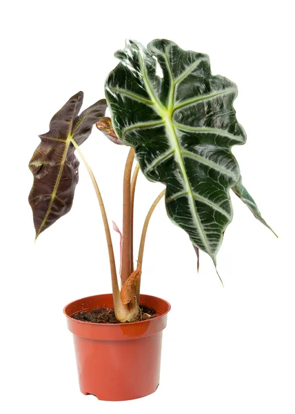 Isolated flower in pot. Alocasia — Stock Photo, Image