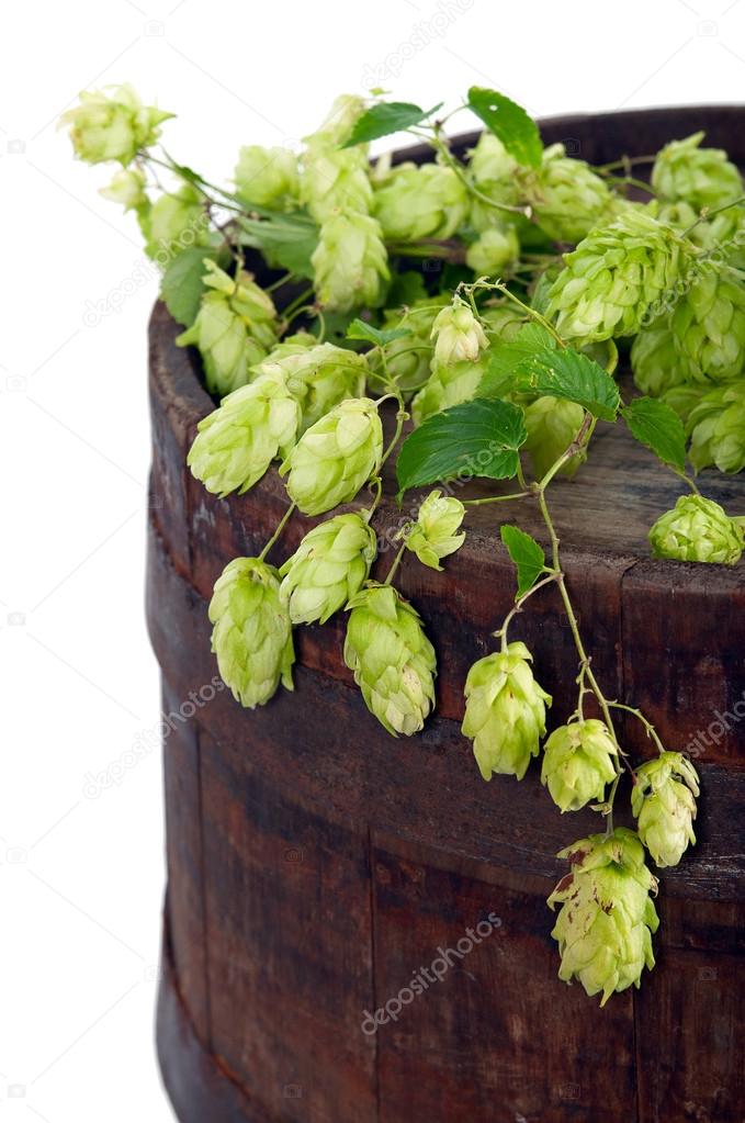 Hops lying on the beer barrel oak