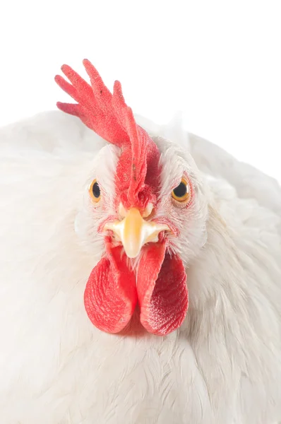 Een kip is een legkip van witte kleur. Met een grote kam. — Stockfoto